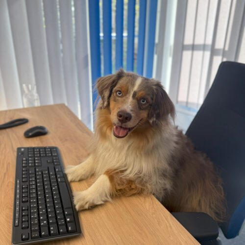 Pino - Wärmebotschafter auf vier Pfoten